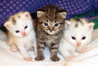 Three kittens blanket looking camera - a blanket together free wallpaper