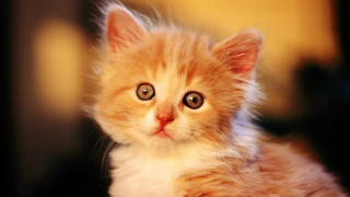 Kitten big blue eye sad - sad free wallpaper