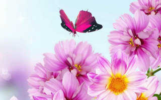 Butterfly pink flowers blue background - border free wallpaper for desktop