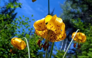 Yellow flower blue sky trees 2 - derek chittock free wallpaper