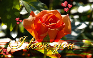 Rose i love you hearts - a rose free wallpaper
