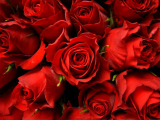 Red roses bouquet arrangement flower - red rose free wallpaper for desktop