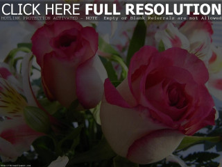 Vase filled pink roses tablecloth - table cloth free wallpaper