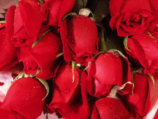 Red roses water droplets bunch - red rose free wallpaper
