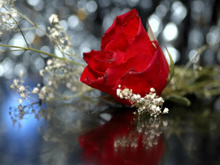 Red rose table bunch flowers - romanticism free wallpaper