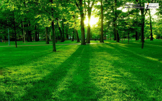 Grassy field trees swing sunshine 2 - far free wallpaper