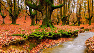 Stream forest trees leaves mossy 2 - in the middle free wallpaper