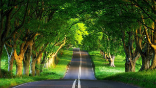 Road trees grass nature scenery 2 - both side of the road free wallpaper