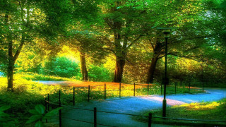 Lush forest path sunlight trees - a bright sun free wallpaper