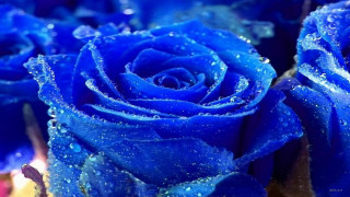 Blue roses water droplets macro - esao free wallpaper for desktop