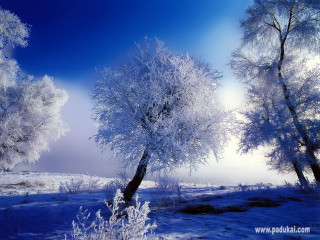 Snowy trees snowfield blue sky - a group of trees free wallpaper
