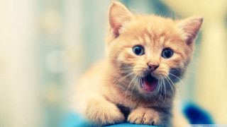 Surprised kitten paws blue surface 2 - shock art free wallpaper