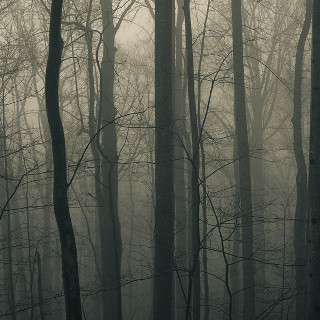 Foggy forest bare trees moon - free halloween wallpaper for tablet