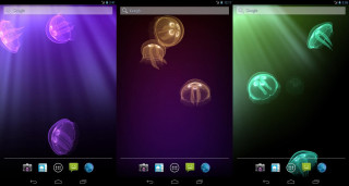 Jellyfish color display water air - a light beam free wallpaper