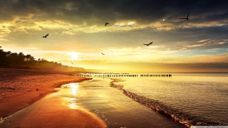 Beach birds flying sunset dawn - beach free wallpaper