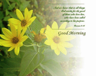 Yellow flowers good morning message - a picture of a bunch free wallpaper