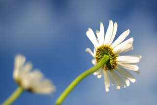 Flower sunflower yellow center blue - a sky background behind free wallpaper