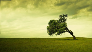 Lone tree grassy field cloudy 13 - a grassy field under a cloudy sky free wallpaper