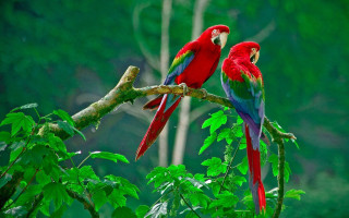 Red green parrots branch tree 2 - parrot free wallpaper