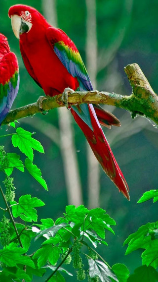Red green parrots branch tree 3 - parrot free wallpaper