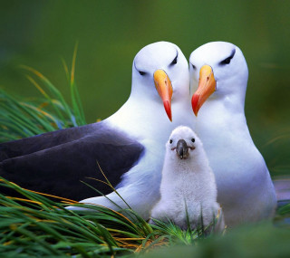 Birds grass standing beaks open - free animals wallpaper for tablet