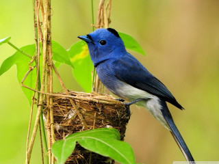 Blue bird nest green leaves - david budd free wallpaper