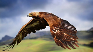 Bird of prey flying wings 8 - spread wide free wallpaper