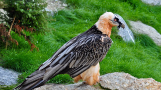 Long beaked bird sitting rock - a long beak free wallpaper