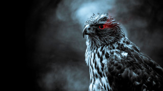 Bird red eyes dark smoky - arie smit free wallpaper