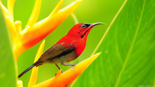 Red bird yellow flower green 2 - a green background behind free wallpaper for desktop