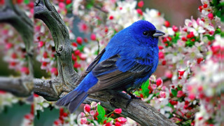Blue bird flowers branch ecological - a green leaf free wallpaper