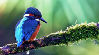 Colorful bird perched branch moss 2 - moss free wallpaper