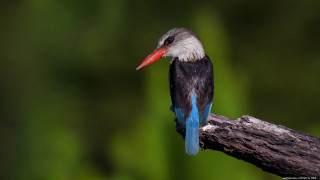 Bird red beak tree branch 2 - a red beak free wallpaper