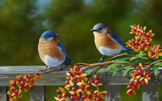 Two birds branch berries bush - two bird free wallpaper
