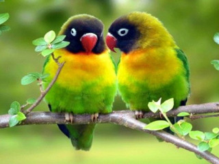 Colorful birds sitting branch leaves - two colorful bird free wallpaper
