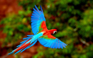 Colorful bird flying through air - vibrant free wallpaper