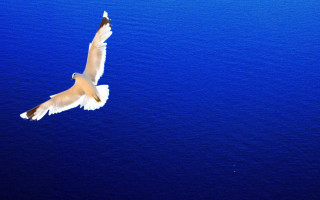 Bird flying ocean wings spread - over the ocean free wallpaper