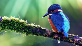 Colorful bird branch moss spider - moss free wallpaper
