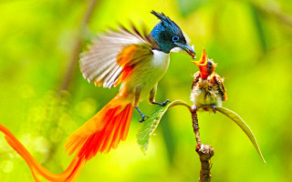 Bird flying flower bee branch - ding yunpeng free wallpaper