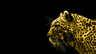 Leopard dark yellow light face - dark background free wallpaper