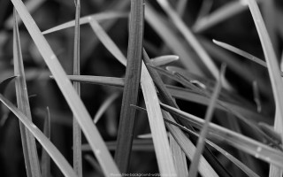 Grass small leaves black white - small leaf free wallpaper