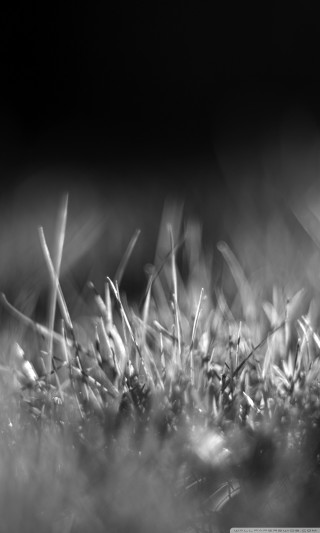 Black white grass blades macro - the foreground free wallpaper