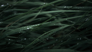 Grass water droplets macro nature - leaf and grass free wallpaper