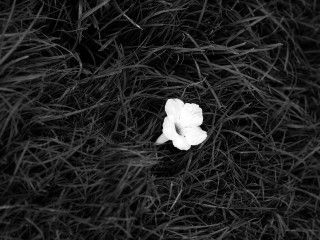White flower grass black white - a white flower free wallpaper