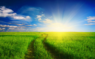 Green field dirt path sunlight - a dirt path free wallpaper
