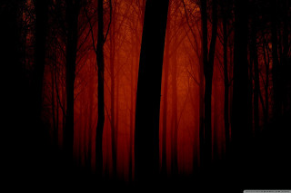 Dark forest red light trees - red light free wallpaper for desktop