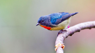 Small bird perched branch wildlife - a blurry background of leaves free wallpaper for desktop