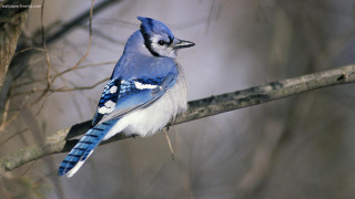 Blue jay perched branch tree - the side free wallpaper