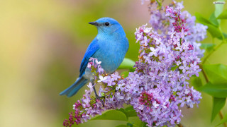 Blue bird purple flower green - purple flower free wallpaper for desktop