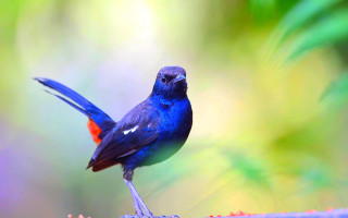 Blue bird red chest wings - its chest free wallpaper